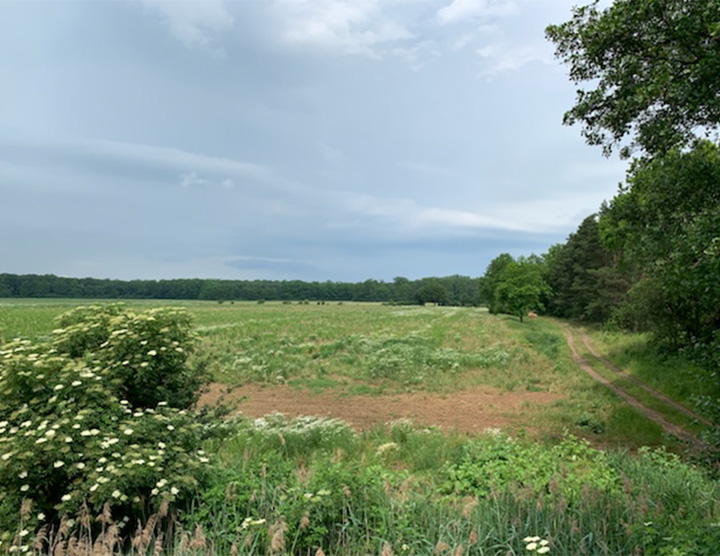 Szczepanów 5